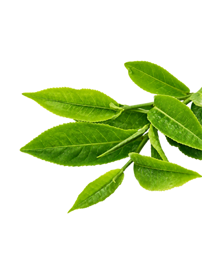 L-თეანინი
